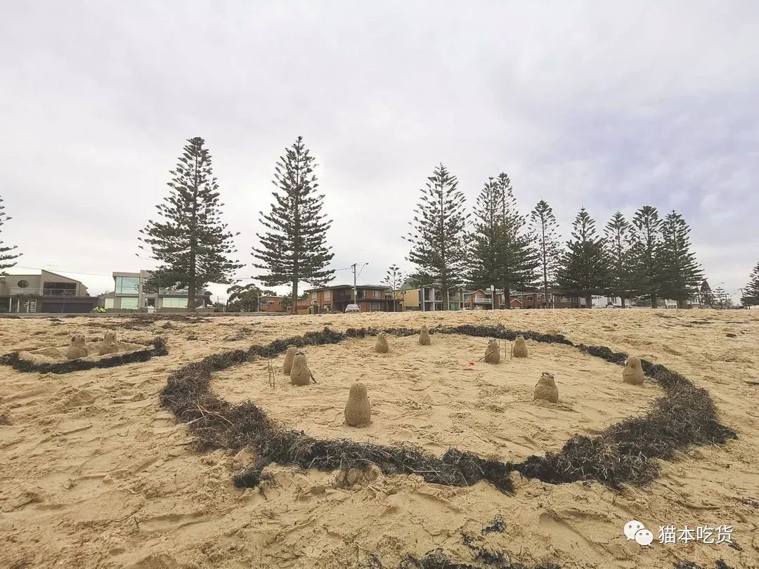 墨尔本两只相互依偎的企鹅,澳大利亚墨尔本看企鹅