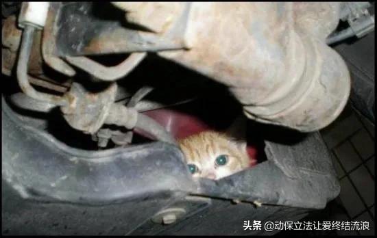 底盘进猫如何处理,车底进猫怎么办