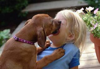 狗狗总是想舔人是什么意思,狗狗生理期肿大很厉害并且经常舔