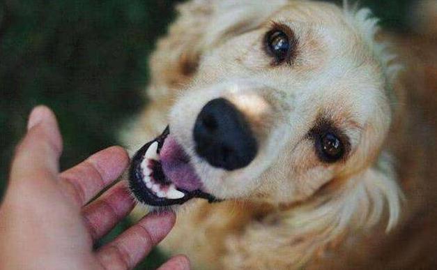 养狗的都懂得养狗秘籍,养狗的七大好处