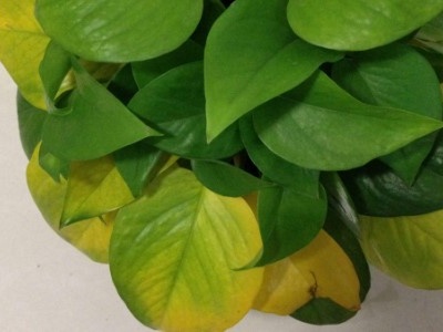 长藤绿萝叶片发黄,绿萝发黄怎么处理才能恢复