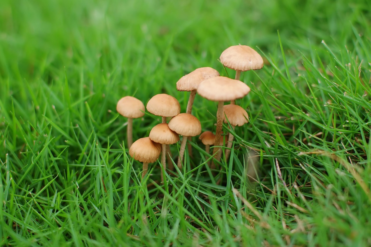 夏季草坪养护技巧,什么草坪耐寒又耐高温好打理