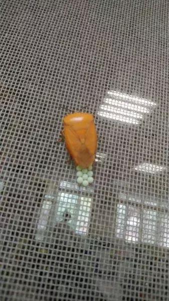 夏天最要小心这四种虫子,在外面遇到这种虫子千万别用手拍