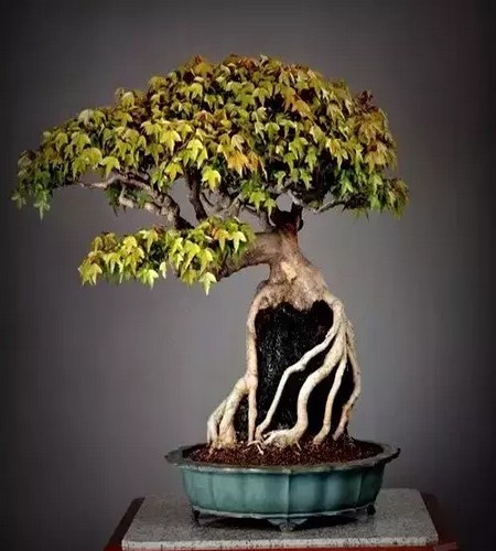 附石悬崖式罗汉松盆景图片,附石罗汉松造型图片