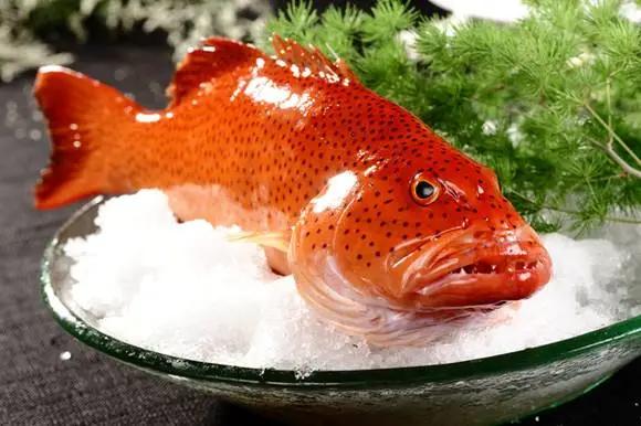 浙江石斑鱼料理,野生石斑鱼料理