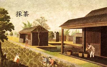 漫话中国古代史怎么画,漫话中国茶的历史