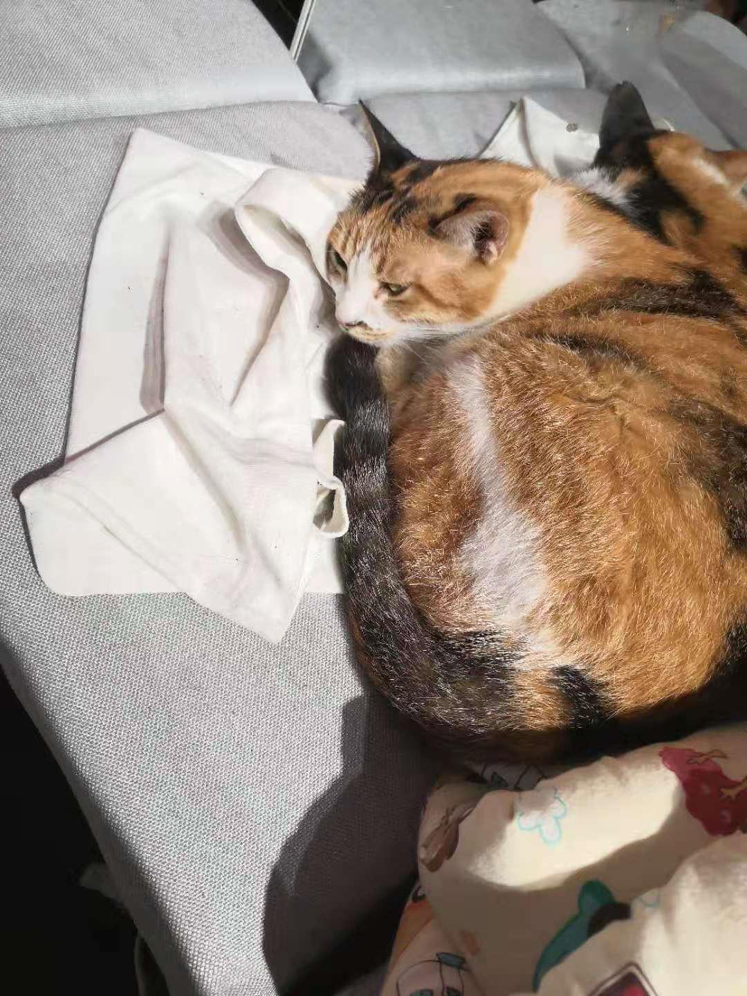 扎染和猫的下雨天，母慈子孝的星期日——二年级陪跑倒计时第4天