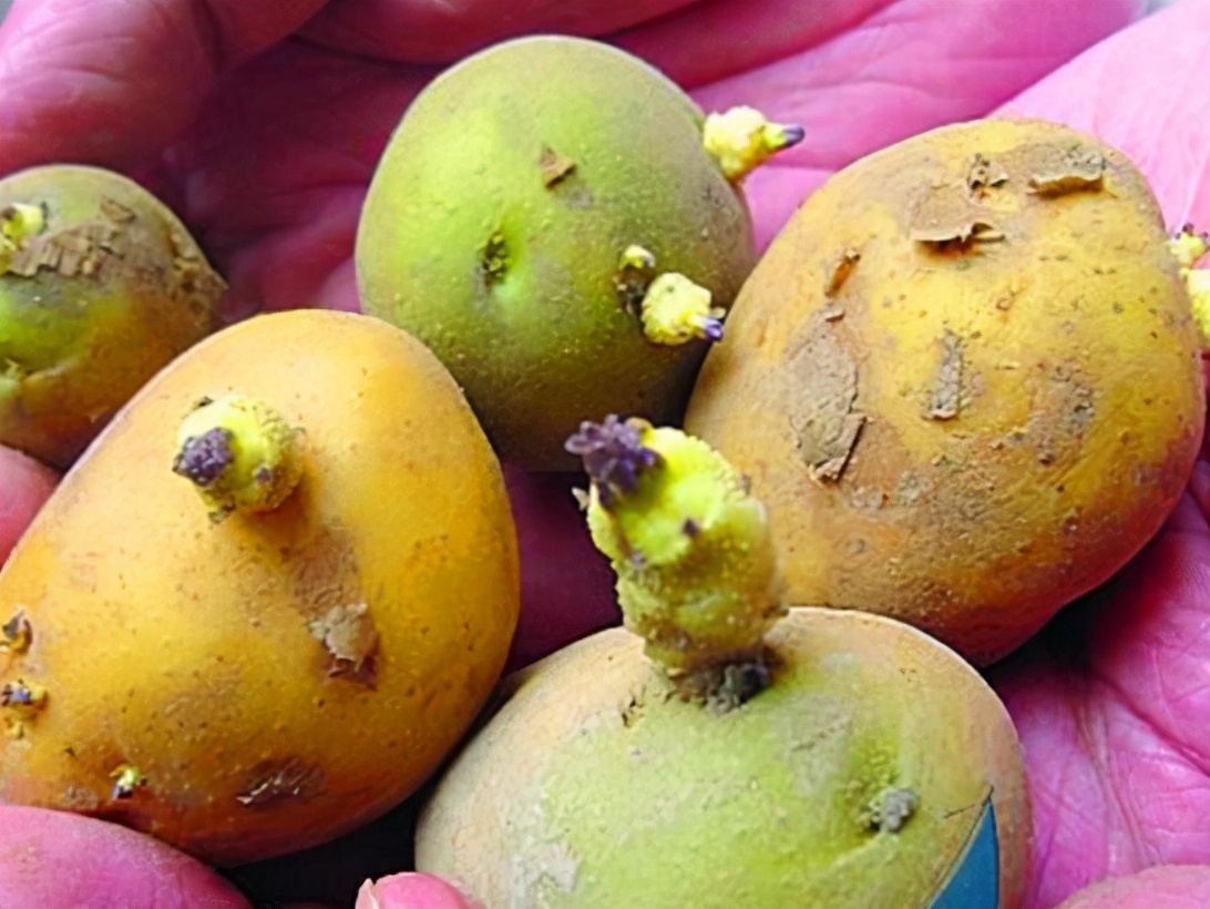 土豆放的时间长了变绿了还能吃吗,土豆放了十多天发绿还能吃吗