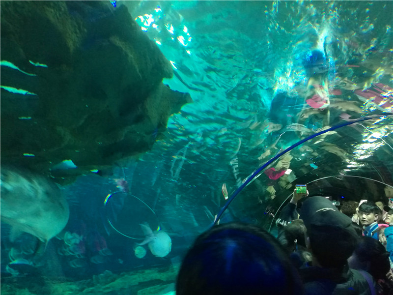 富国海底世界一日游,游富国海底世界