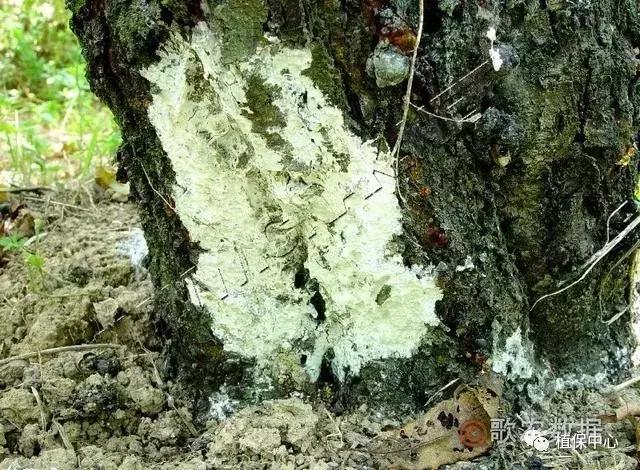 几种果树根部病害的症状识别与防治