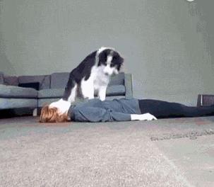 主人测试晕倒后哈士奇的反应,主人假装晕倒测试狗狗哈士奇