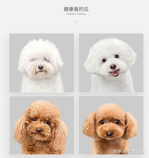 狗粮专家国产狗粮推荐,国产狗粮什么牌子好还便宜又好吃