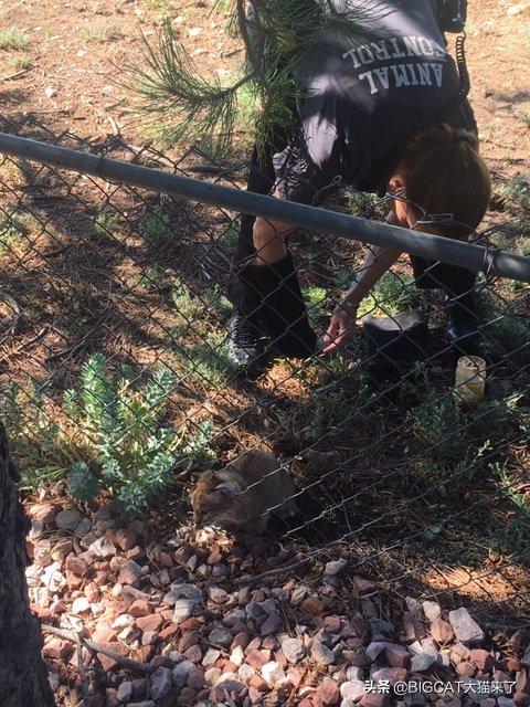 短尾猫头部被护栏卡住，被人从后面拉出后赶紧爬到树上：不谢啦