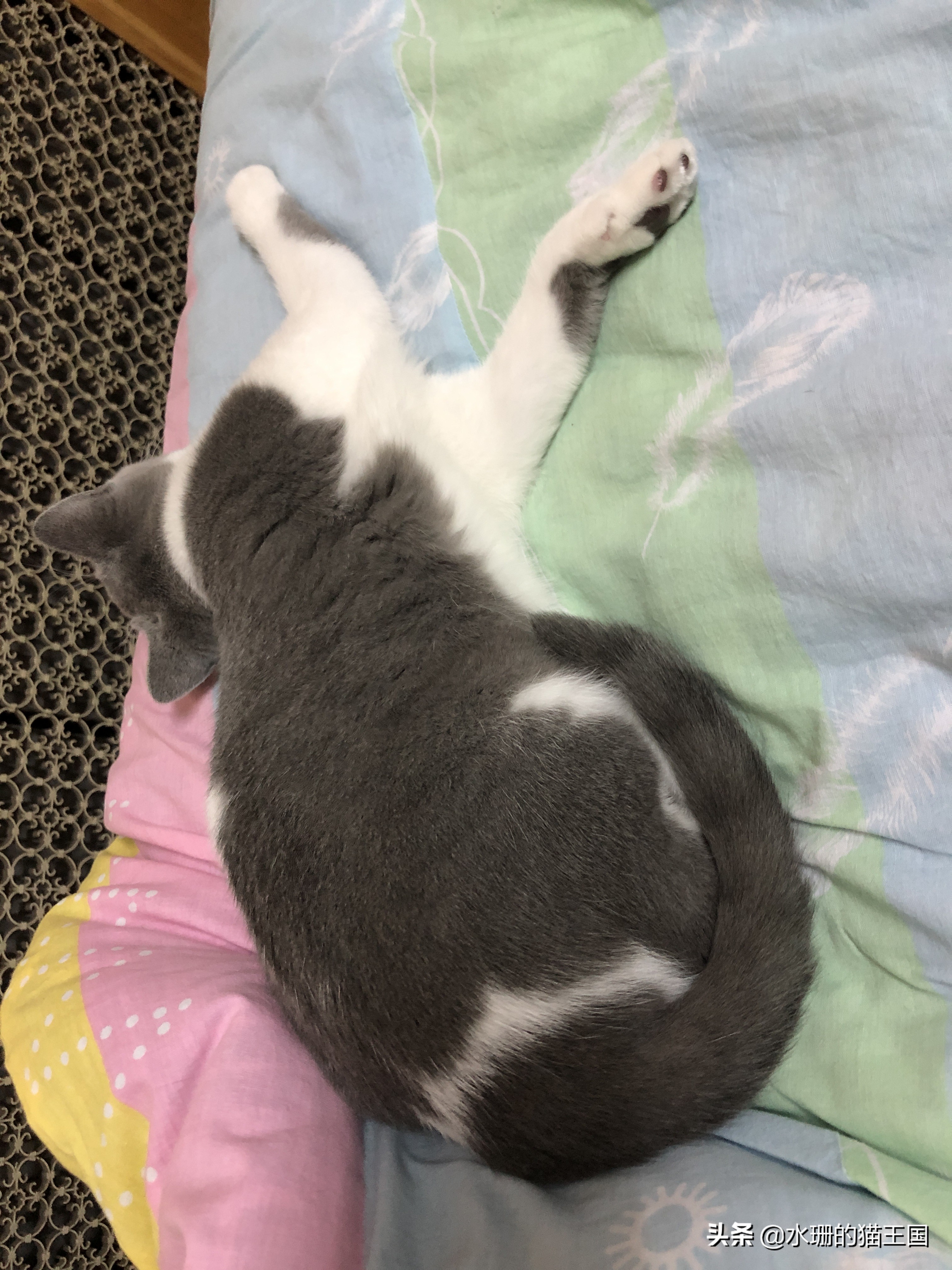 吸引猫咪过来的叫声,猫咪发出凄惨的叫声