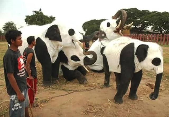 印度24条冷知识,印度冷知识100则