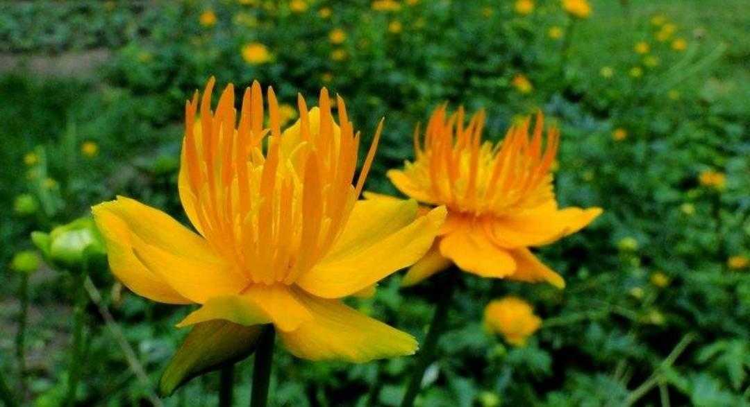 金莲花长什么样,植物百科月季花