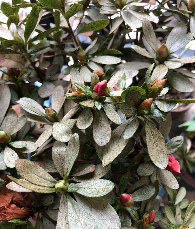 刚种的杜鹃叶子枯萎,养了几年的杜鹃突然枯萎了