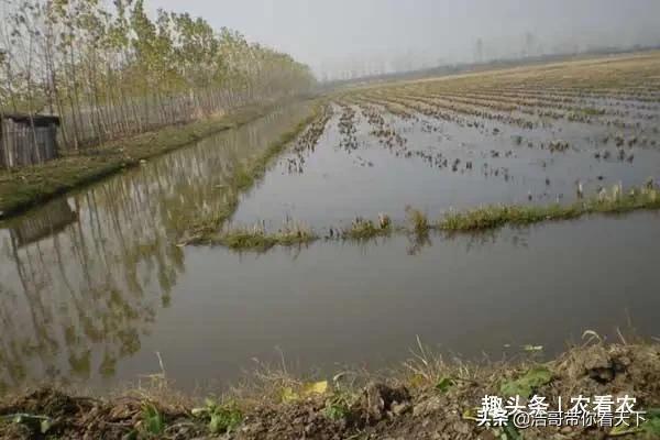 被大量养殖的摇钱树,养殖摇钱树