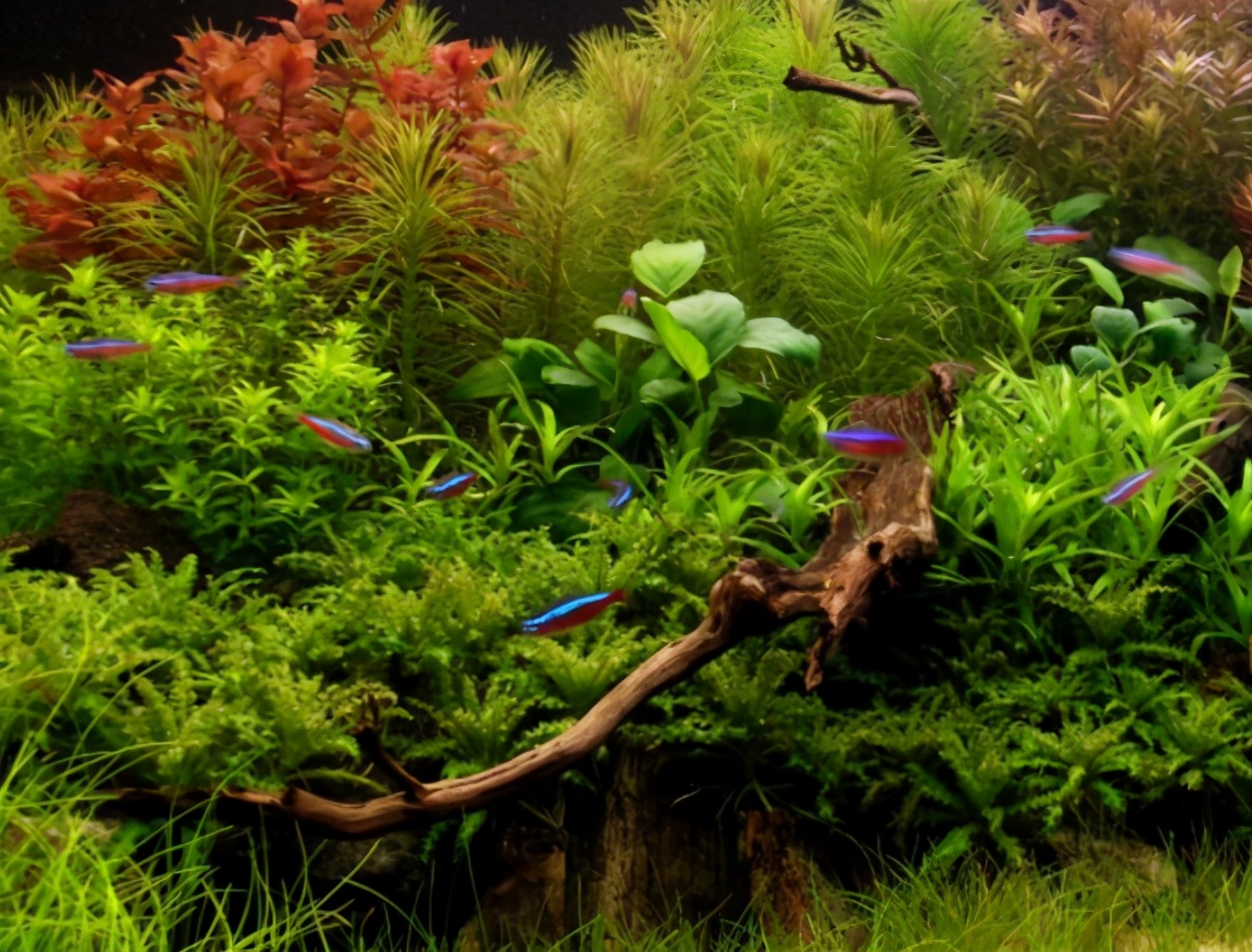 三角形构图水族造景,水族造景构图黄金比例