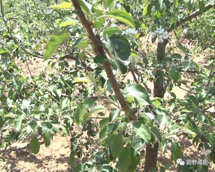 夏季修剪树切口抹什么,夏季修剪全过程视频