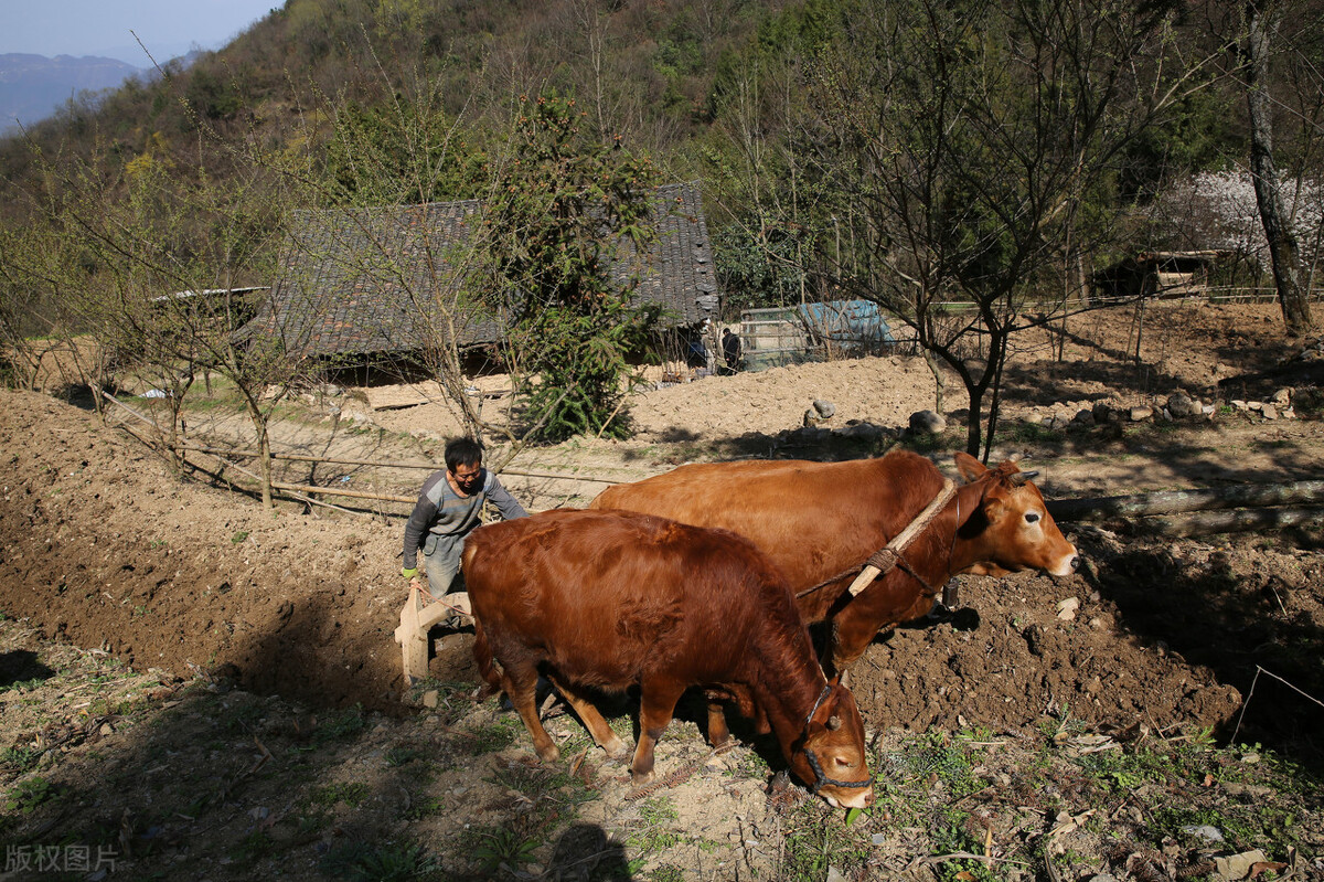 魔芋种植技术一年收入多少钱,魔芋种植技术