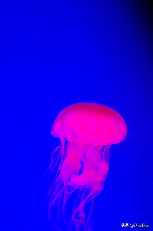 沈阳带小宝宝去的海洋馆,沈阳海洋馆欢乐海底世界