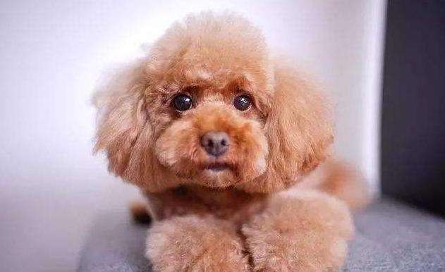 泰迪犬优点和缺点,巨型泰迪犬的缺点和优点