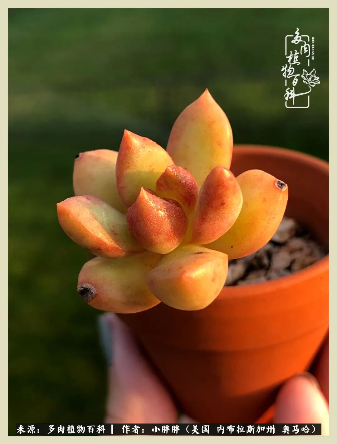 多肉小白入坑攻略,多肉小白2个月成功入坑