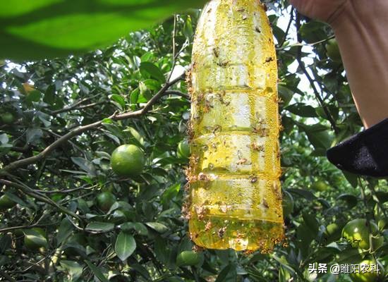 果农预防蜂虫方法,果农最怕什么农药呢