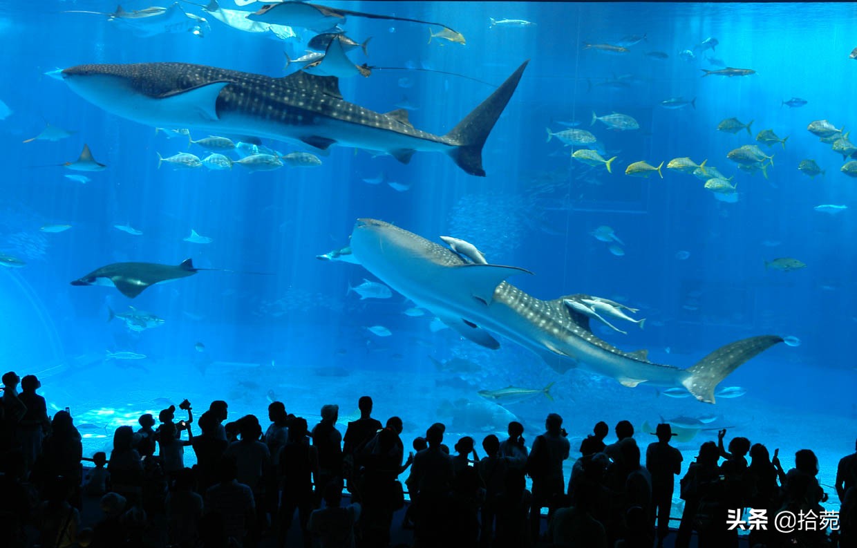 大阪亲子遛娃好去处,大阪自由行儿童购物攻略