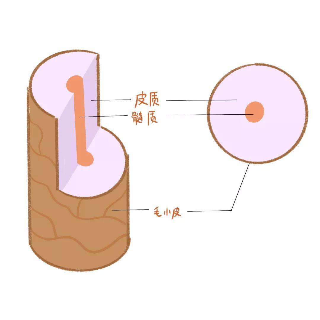头发干枯毛躁是什么原因导致的,拉头发发尾毛躁是什么原因