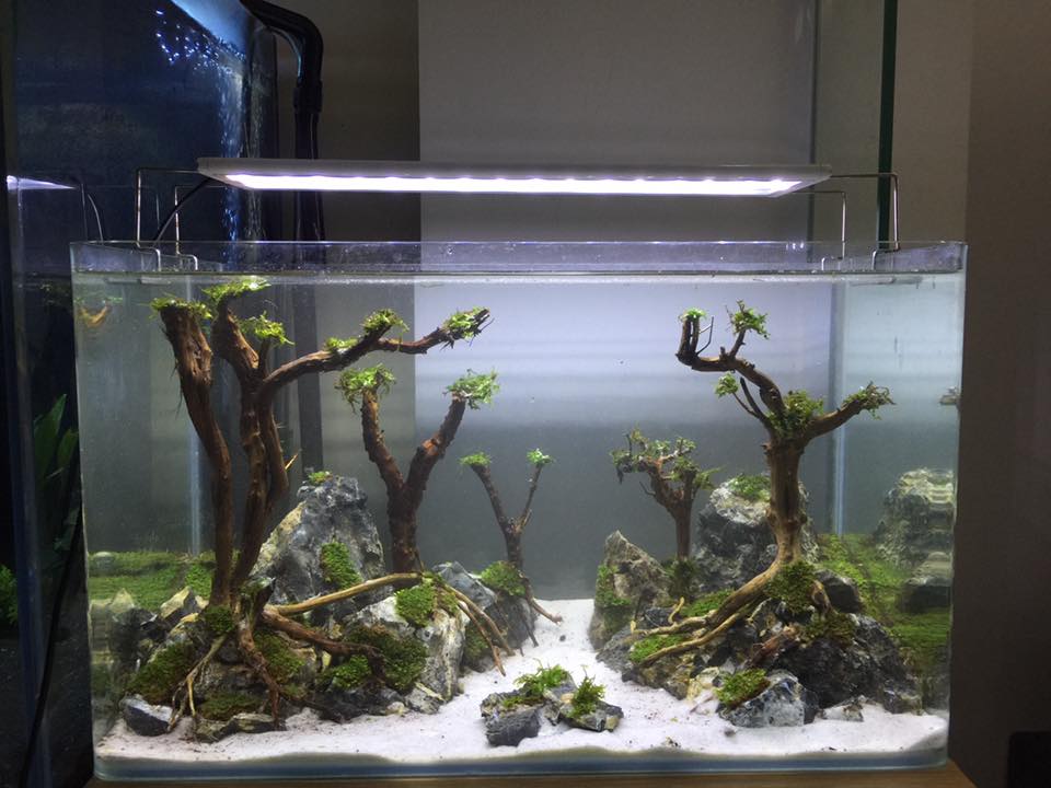 草缸水族店效果图,越南草缸