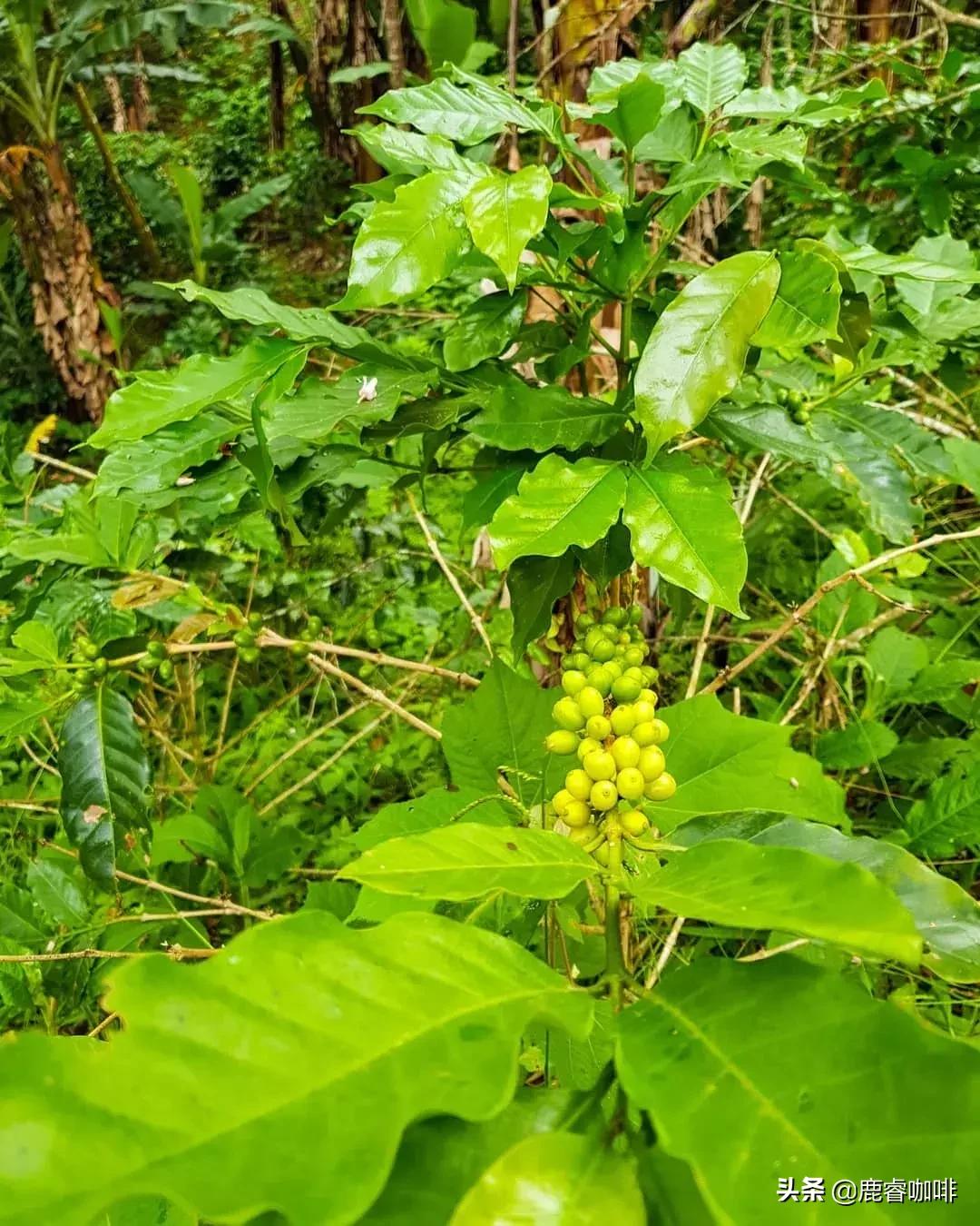 中美产量第一，为何感觉我们都不常见到洪都拉斯咖啡？