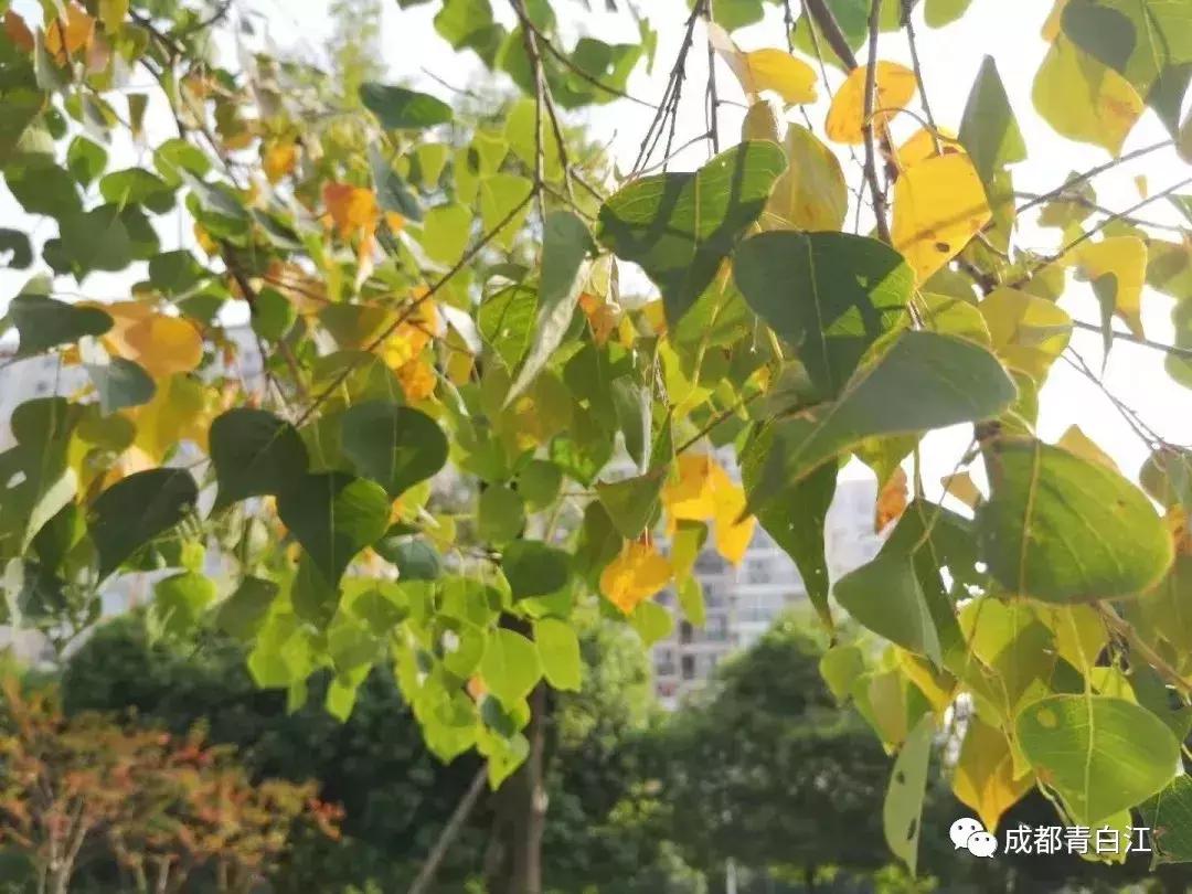 宜居新成都,住在青白江!这里的安逸超乎你想象