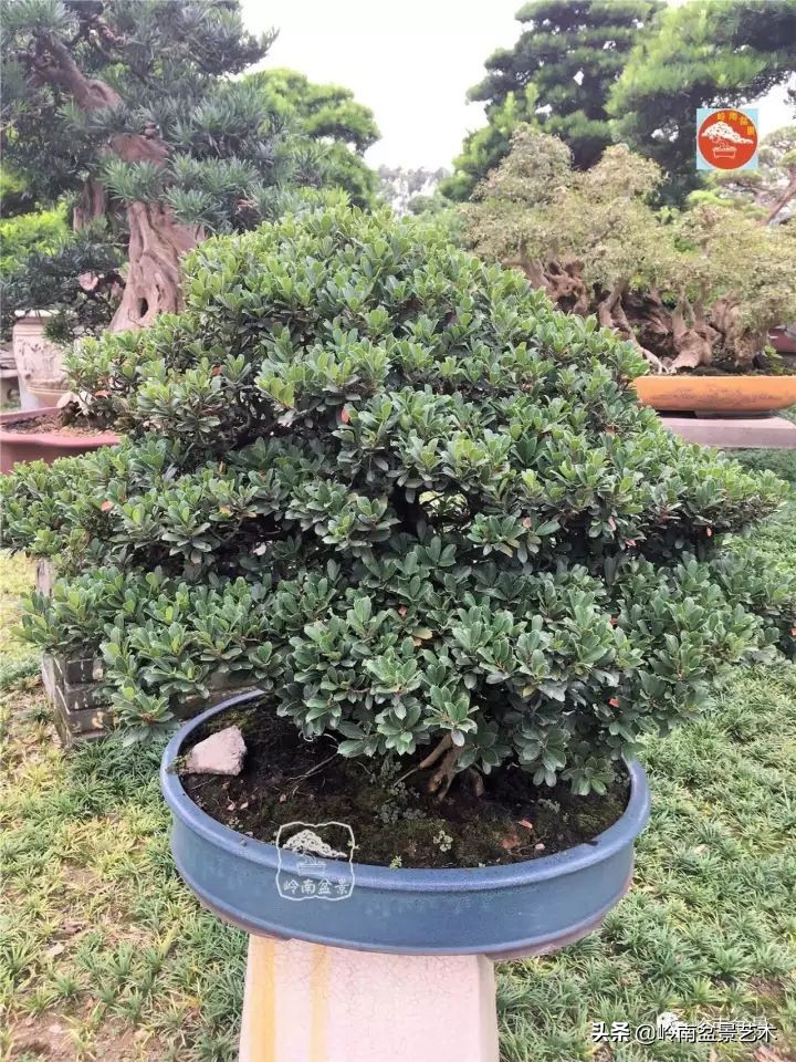 中华蚊母盆景造型,中华蚊母盆景价格