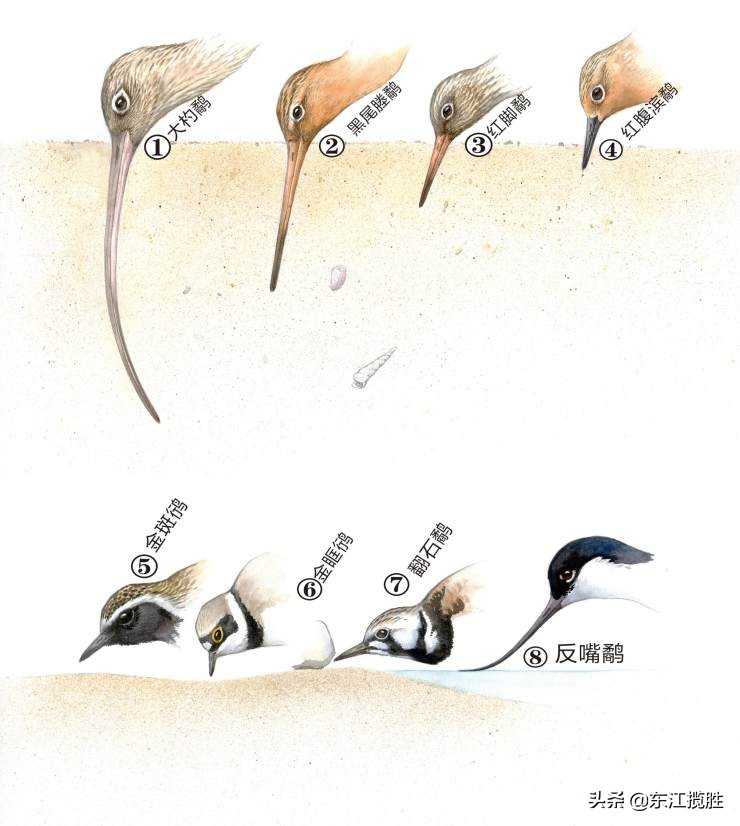 东江揽胜,惠州淡水常见鸟类图谱