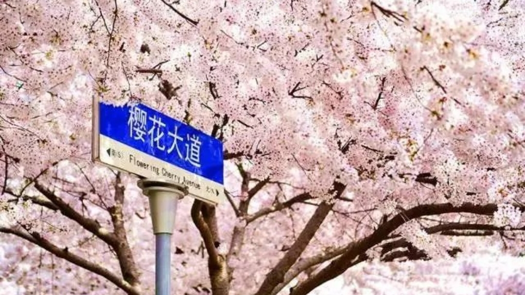 足协杯青岛都淘汰了谁,足协杯8强出局6冠王