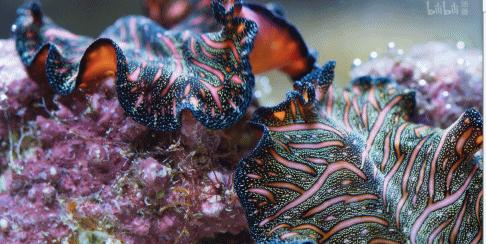 这么多限制级的画面和台词，竟然都能免费观看