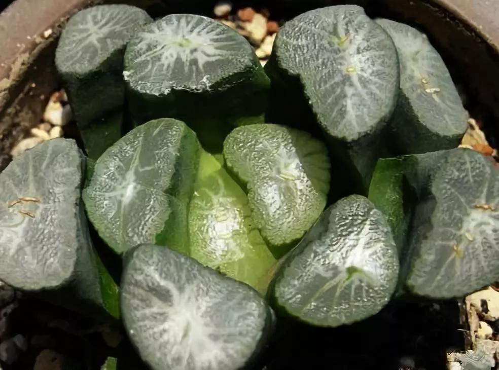 最值得买的多肉品种,包邮最漂亮多肉