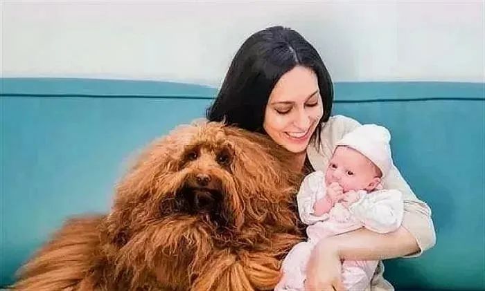 让狗狗带娃是什么体验?狗狗:“我为这个家操碎了心!”