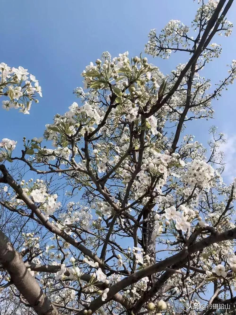 春游|五府山踏青蜜蜂谷