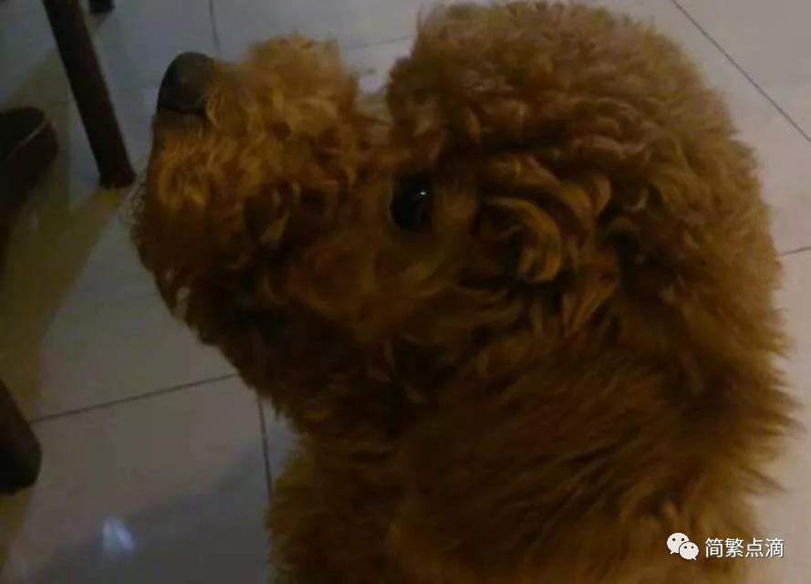 我想我家的哈里了