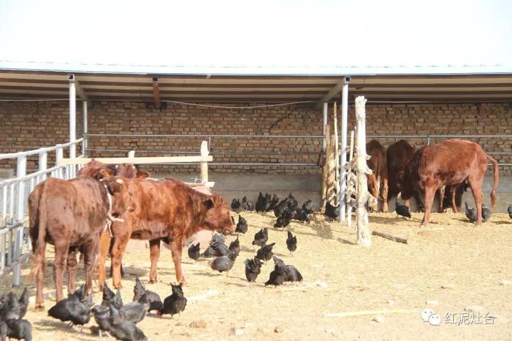 东达山杀猪烩菜几号开始,内蒙杀猪烩菜配什么凉菜