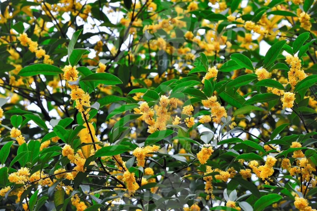 西湖最佳观景地,西湖边的一处幽静之地