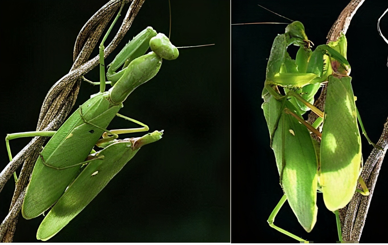 雄性螳螂竟然会被母螳螂吃掉,母螳螂吃掉公螳螂还能生崽