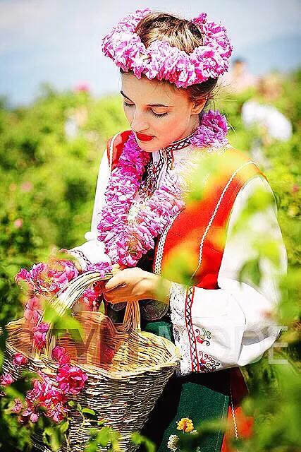 保加利亚玫瑰纯露官方旗舰店,保加利亚玫瑰介绍