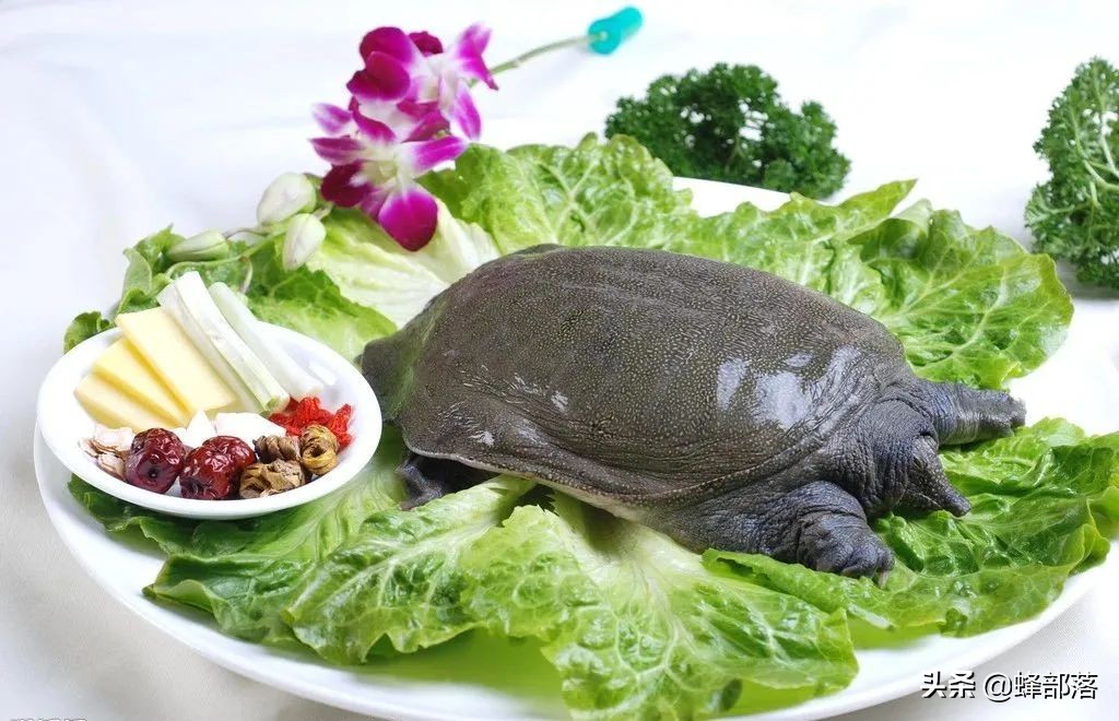 养殖什么小型鱼能赚钱,2021年鱼塘养殖什么鱼最赚钱呢