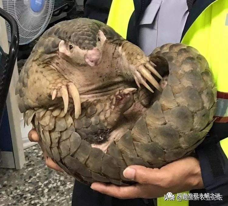 亚洲哪种蝙蝠最好吃,中国蝙蝠吃什么最好