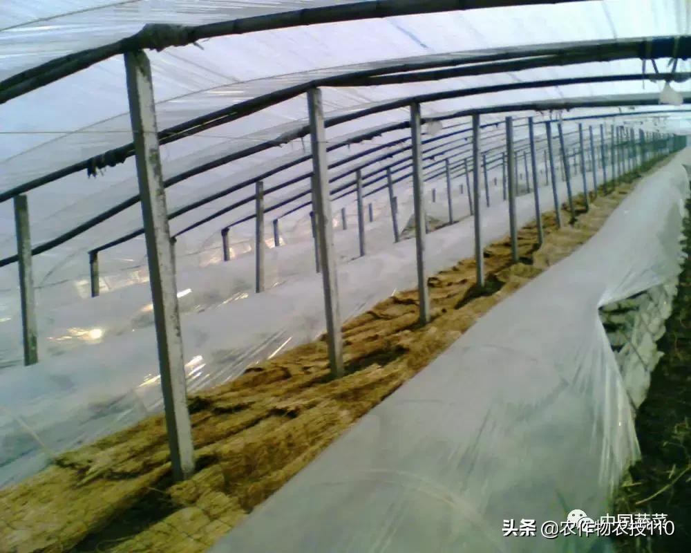 西瓜栽培技术全面的文字解释,西瓜栽培技术和方法