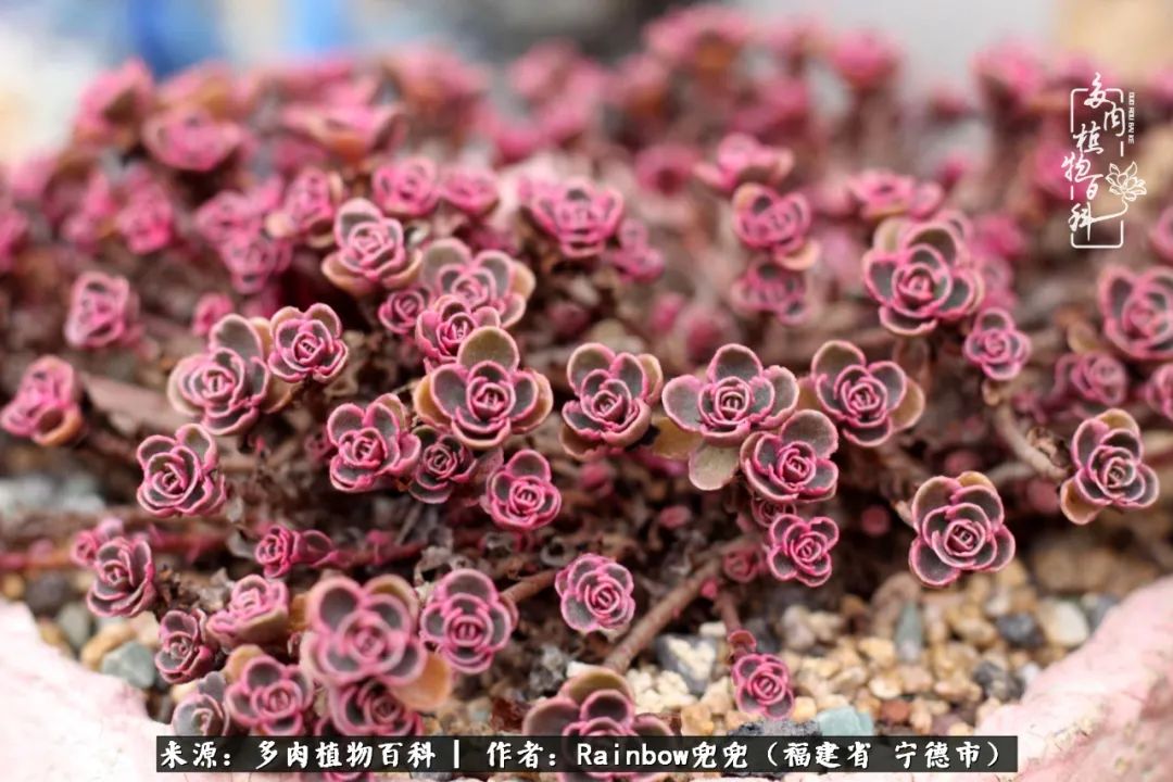 岁月无波澜余生不悲欢是啥意思,愿你岁月无波澜敬我余生无悲欢